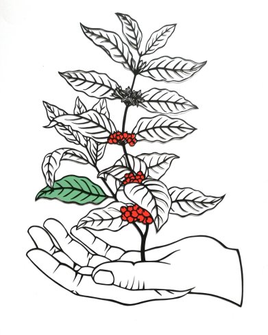 Coffee plant

